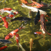 Tending To The Pond